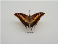 藏品(南非蝴蝶(二))的圖片